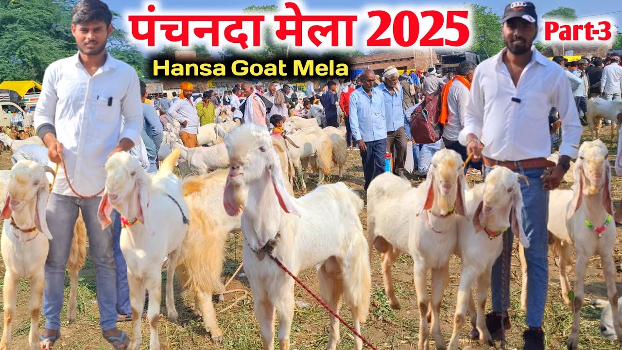 Hansa Goat Mela Part-3 |Chambal Panchnada Mela 2025 |Panchnada ka Mela 