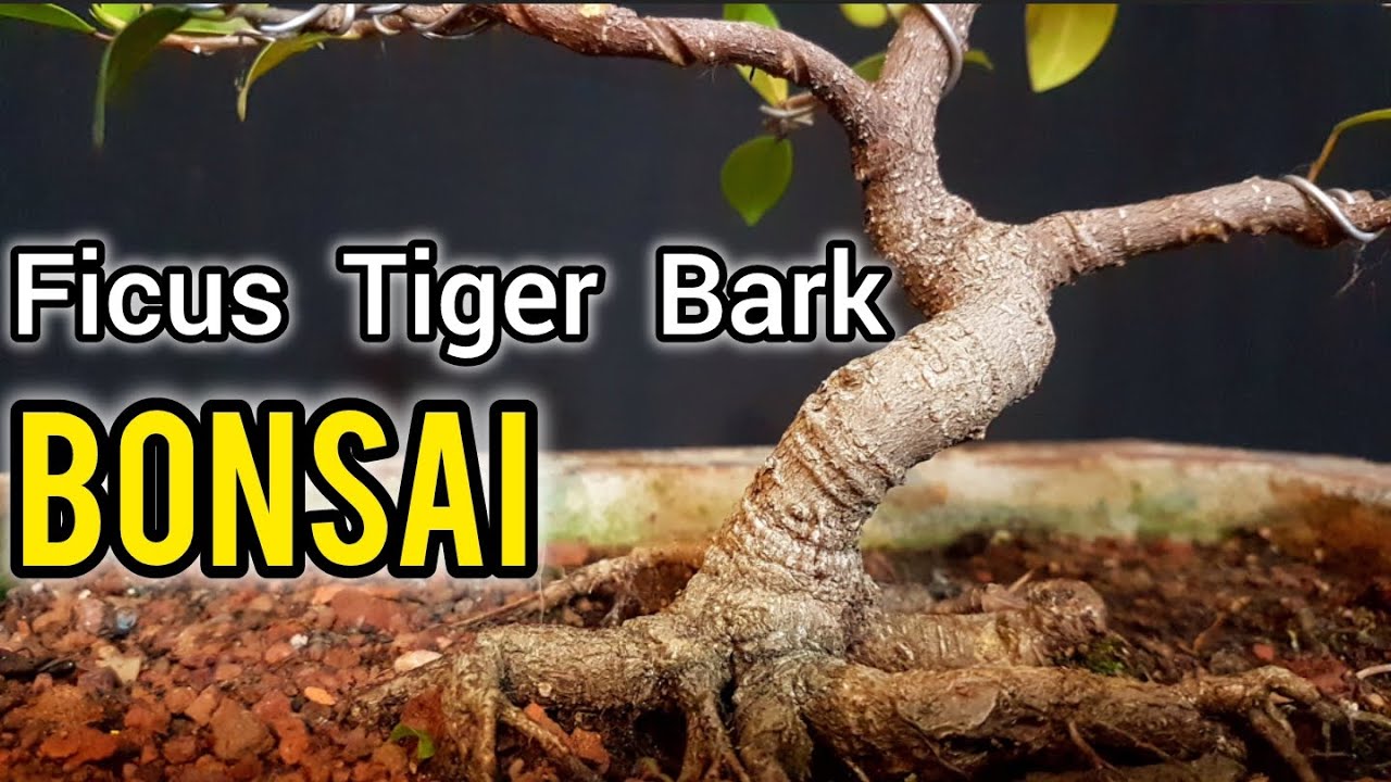⚠ COMO HACER UN  BONSAI FICUS TIGER BARK  ⚠ DISEÑO / PODA  Y ALAMBRADO!!!!
