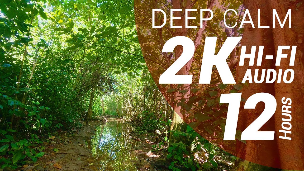 12 Hours of Jungle and Waves Sounds - Tropical Wet Forest (2K - Hi-Fi Audio - No Talking)