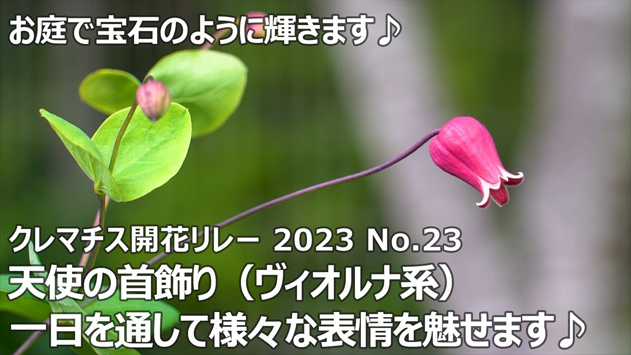【クレマチス開花リレー 2023 No.23】 天使の首飾り（ヴィオルナ系）