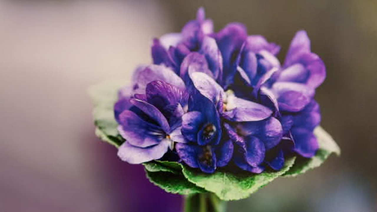 260220 TL La Violette