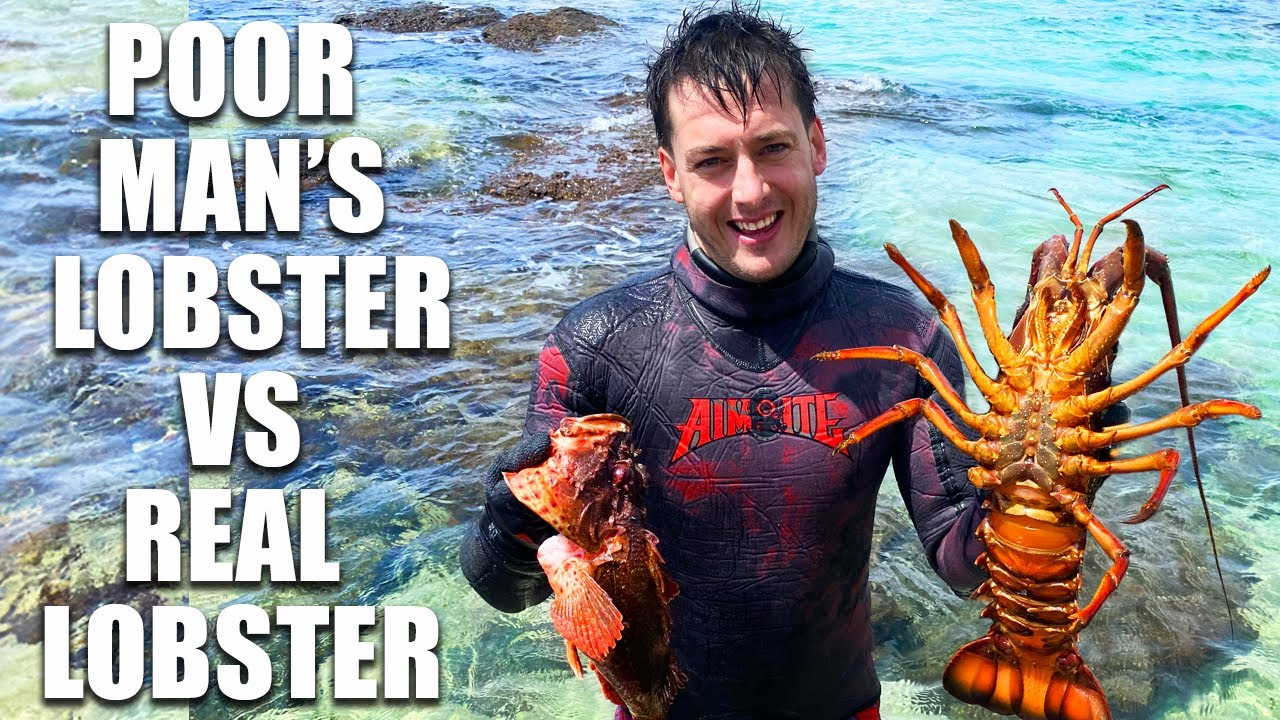 Lobster Vs. Red Rock Cod: Ultimate Spearfishing Catch & Cook In NSW! | Wet Mammal