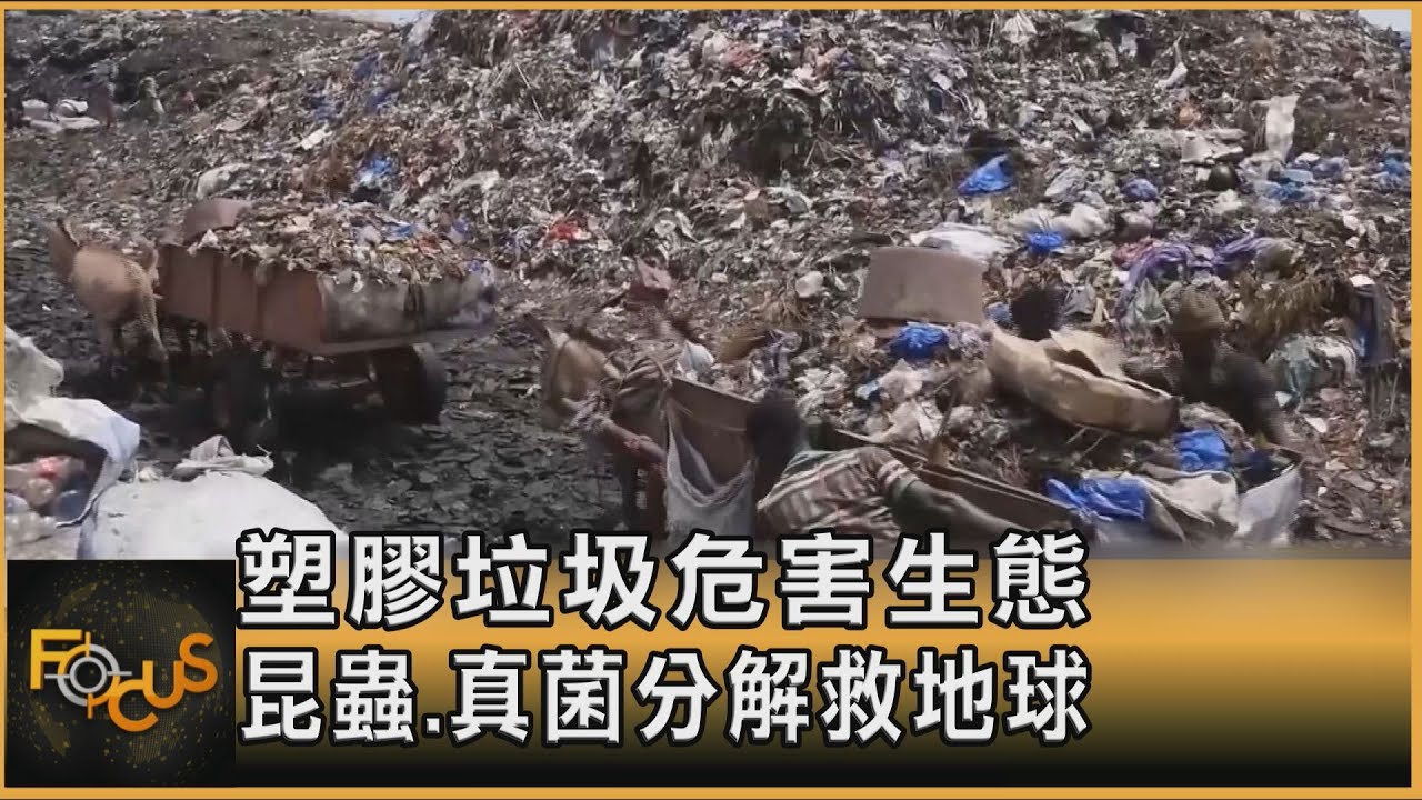 塑膠垃圾危害生態 昆蟲.真菌分解救地球｜方念華｜FOCUS全球新聞 20240829 @TVBSNEWS01