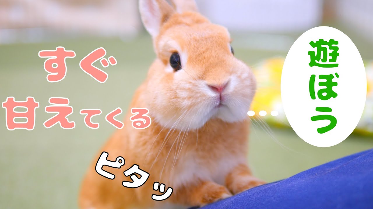 遊んでもらえるとわかるとすぐ甘えてくるウサギ【No.178】