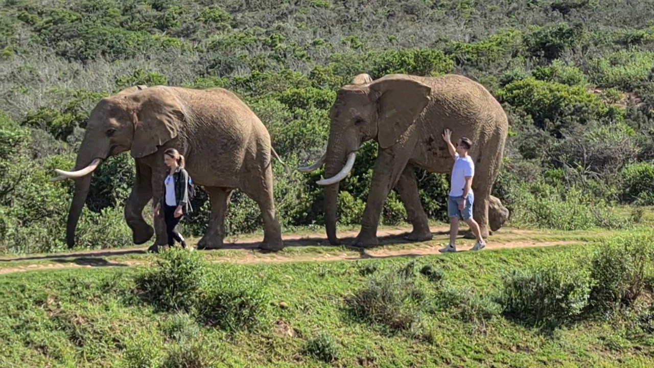 Elephant walk