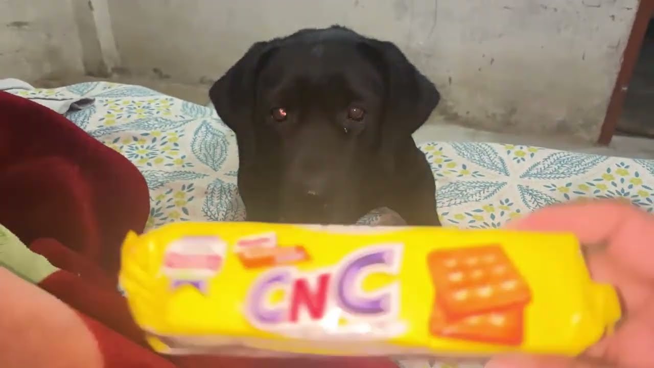 Biscuits 🍪 lover 😂😂 #funny #funnydog #labrador #yt #comedyvideos #petsrule #youtube#memes 