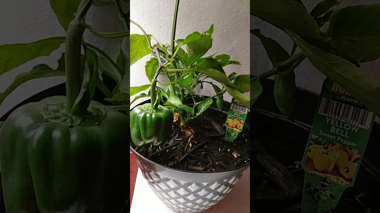 Grow bell peppers indoor during winter.
