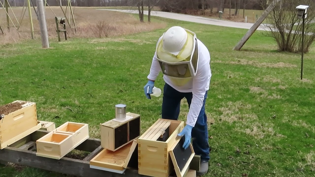 How To install a Package of Bees