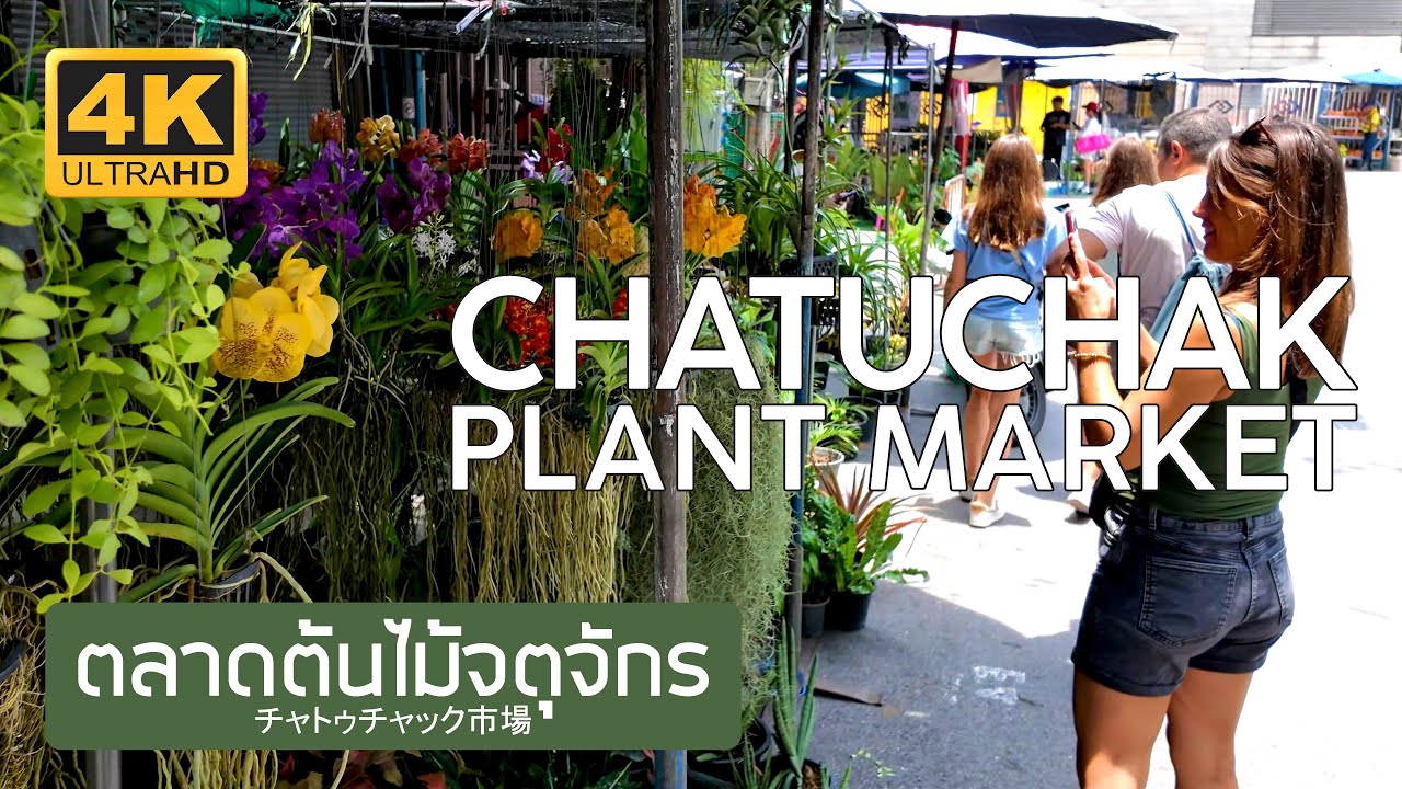 ตลาดต้นไม้จตุจักร 28 สิงหาคม 2568 Chatuchak Plant Market August 28th, 2025 チャトゥチャック市場 バンコク タイ