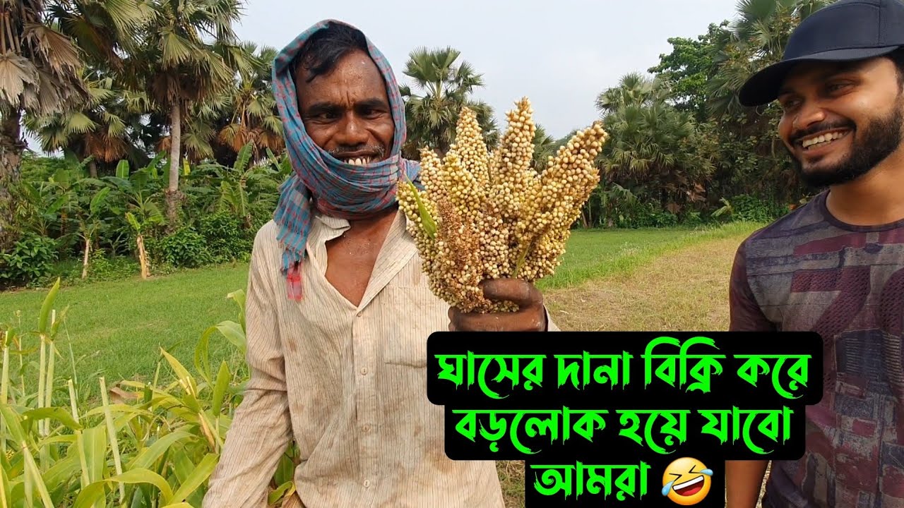 ঘাসের দানা বিক্রি করে,,বড়লোক হয়ে যাবো আমরা,,,😂
