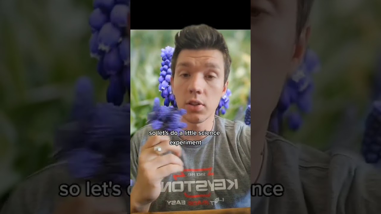 Grape Hyacinths: flower lemonade #homestead