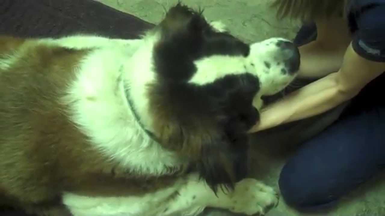 Animal Chiropractic for Back End Weakness