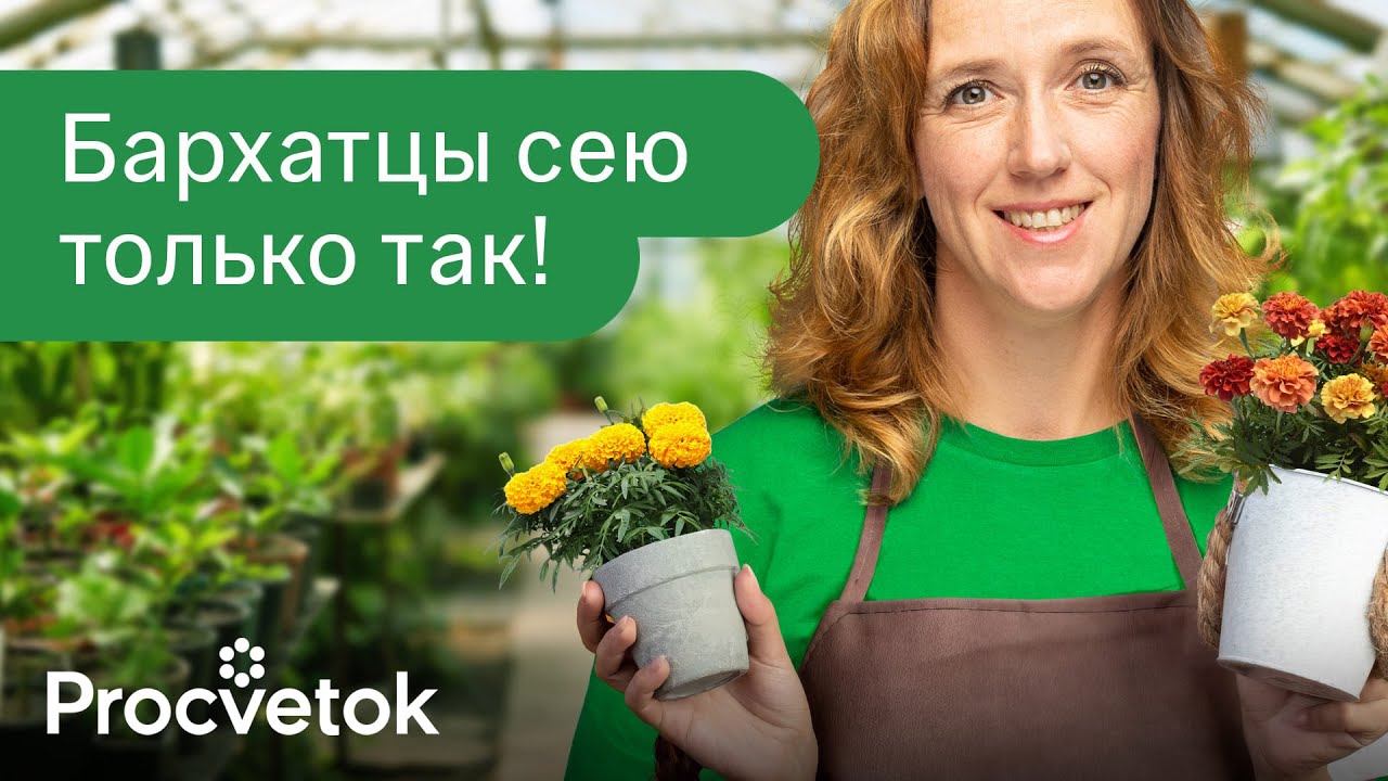 БАРХАТЦЫ ЗАЦВЕТУТ В МАЕ, если посеять их этим способом сейчас!
