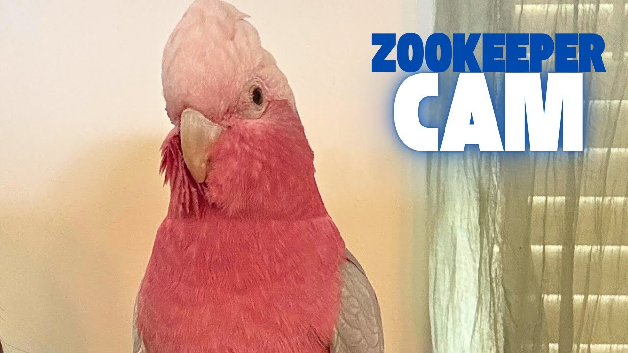 Zookeeper cam: playing and painting foxes, silly reptiles, and a goofy cockatoo