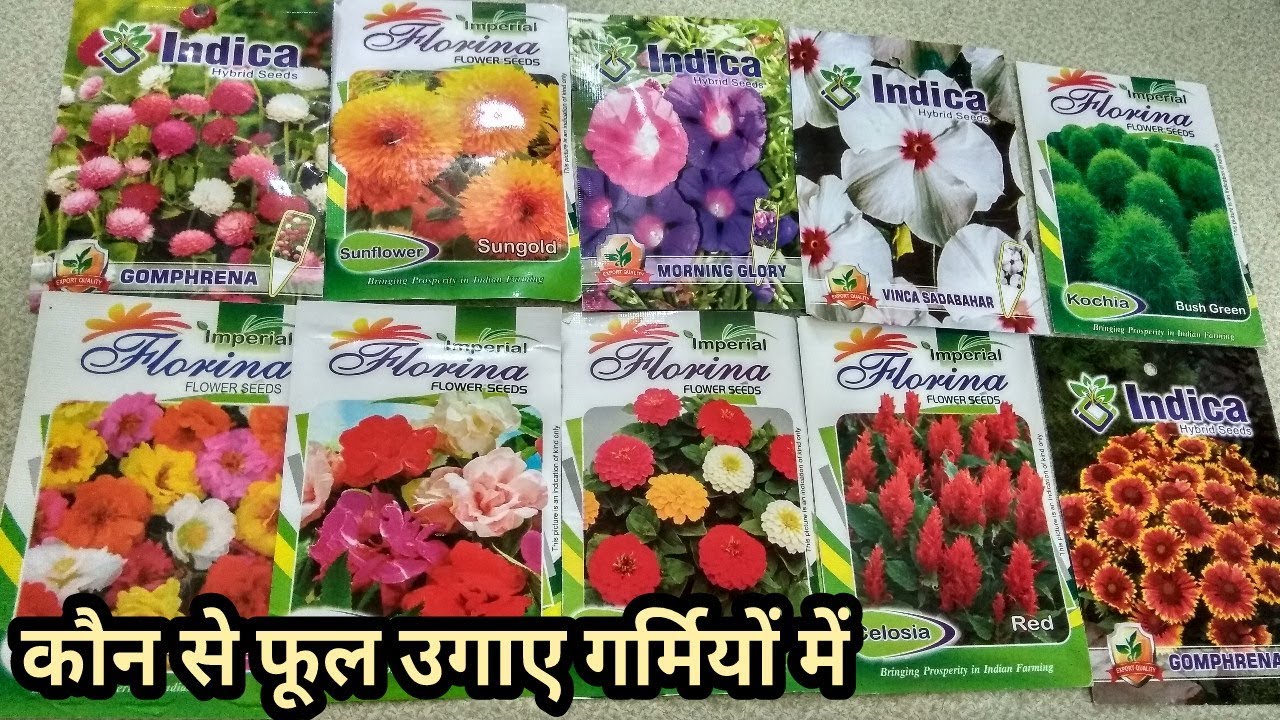 Top 10 Summer Flowers in India (From seeds )