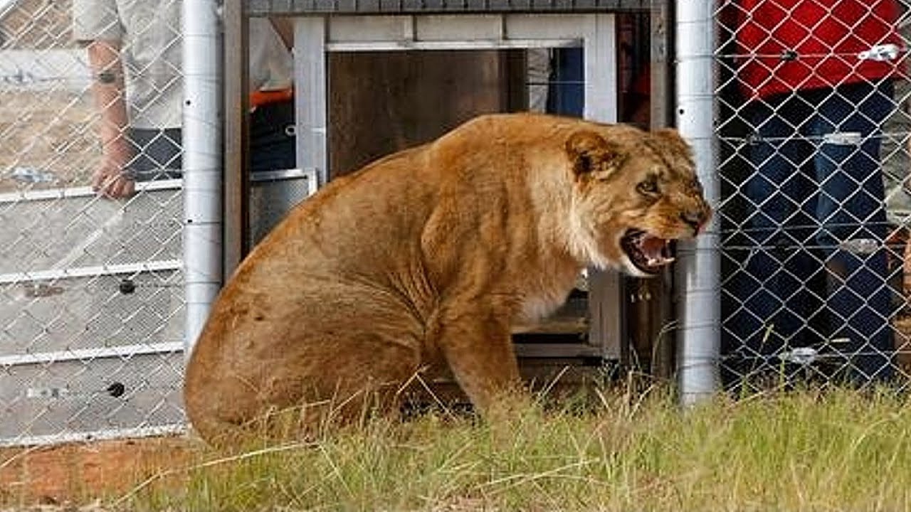Animals Taste Freedom For The First Time !