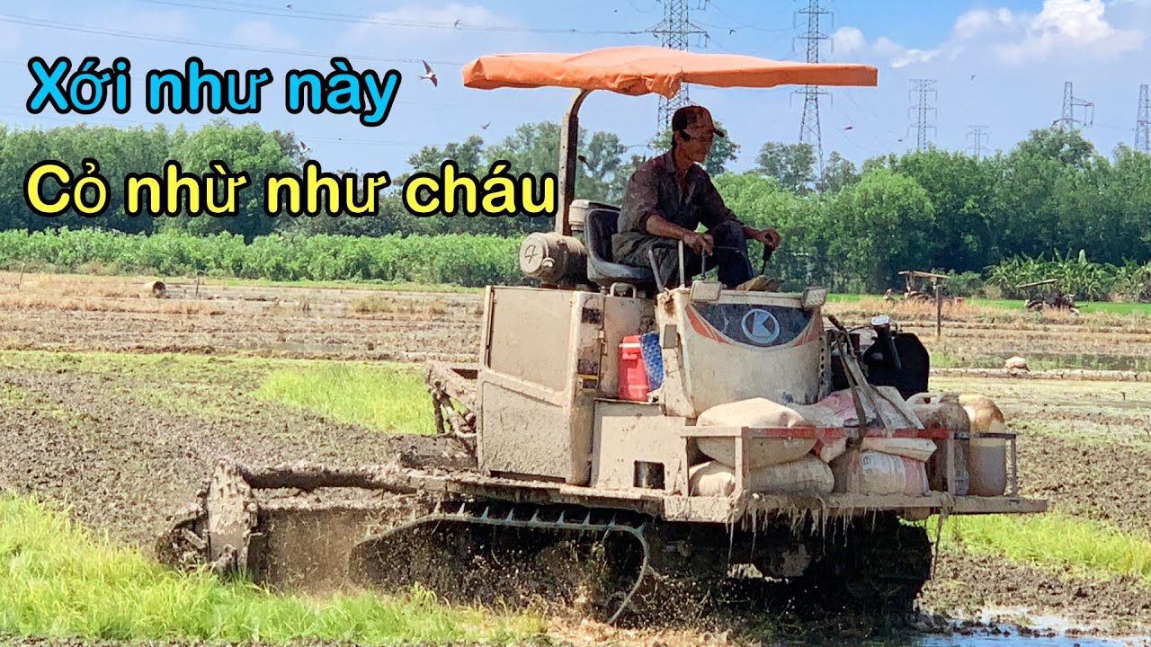 Ruộng cỏ xanh um xới một bận lán mượt 