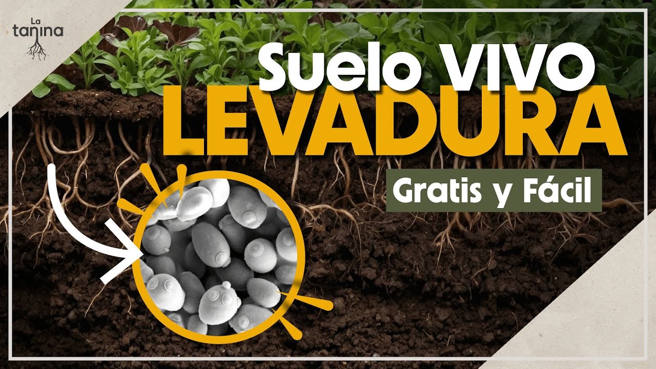 Levadura: El Secreto para un Huerto FÉRTIL y un SUELO VIVO [Saccharomyces cerevisae]