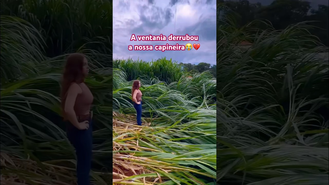 fizemos 10 TONELADAS DE SILAGEM DE CAPIM A&Ccedil;U 👏🙏🏻 #vlog #rural #sitio #fazenda #aruivadaro&ccedil;a #agro