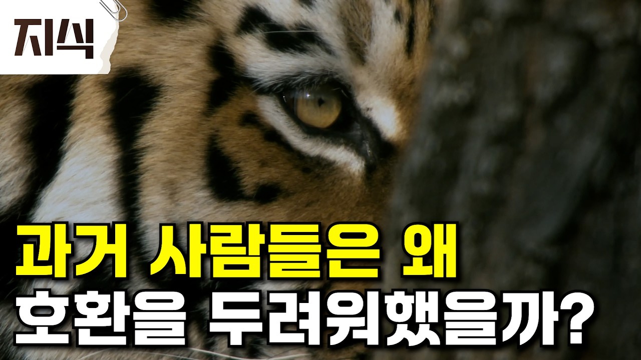 호환마마가 가장 무서웠던 과거 사람들, 호랑이가 뭘 어쨌길래 이토록 공포에 떨었을까? #역사 #EBS지식