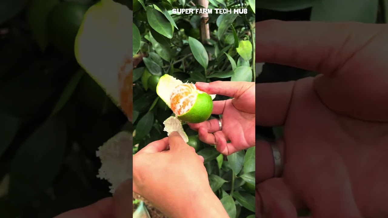 Fresh from the Tree &ndash; Peeling Green Tangerine to Test Harvest Readiness &ndash; So Pleasing to the Ear