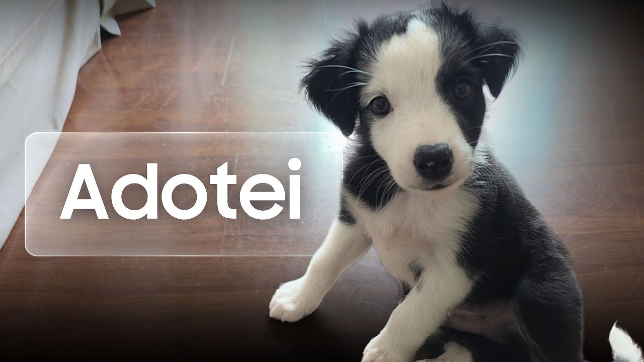 ADOTEI UM CACHORRINHO - Ep.7