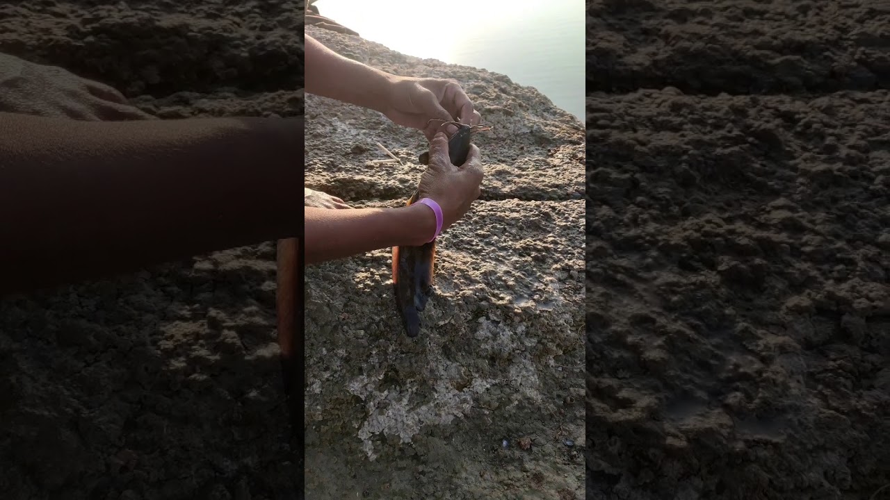 catfish hunting and hooks || fishing catching