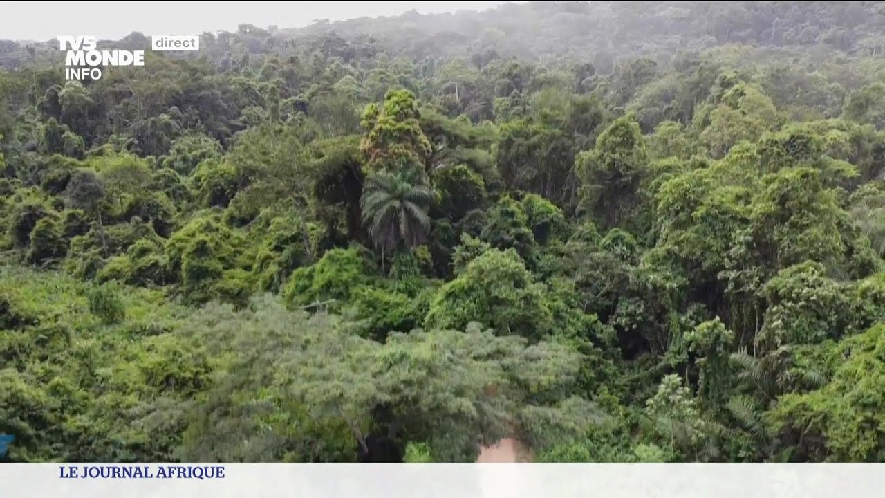 Côte d'Ivoire : la forêt du Banco, un 