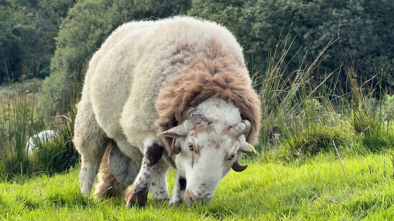 Life Of Larry The Ram Part 3