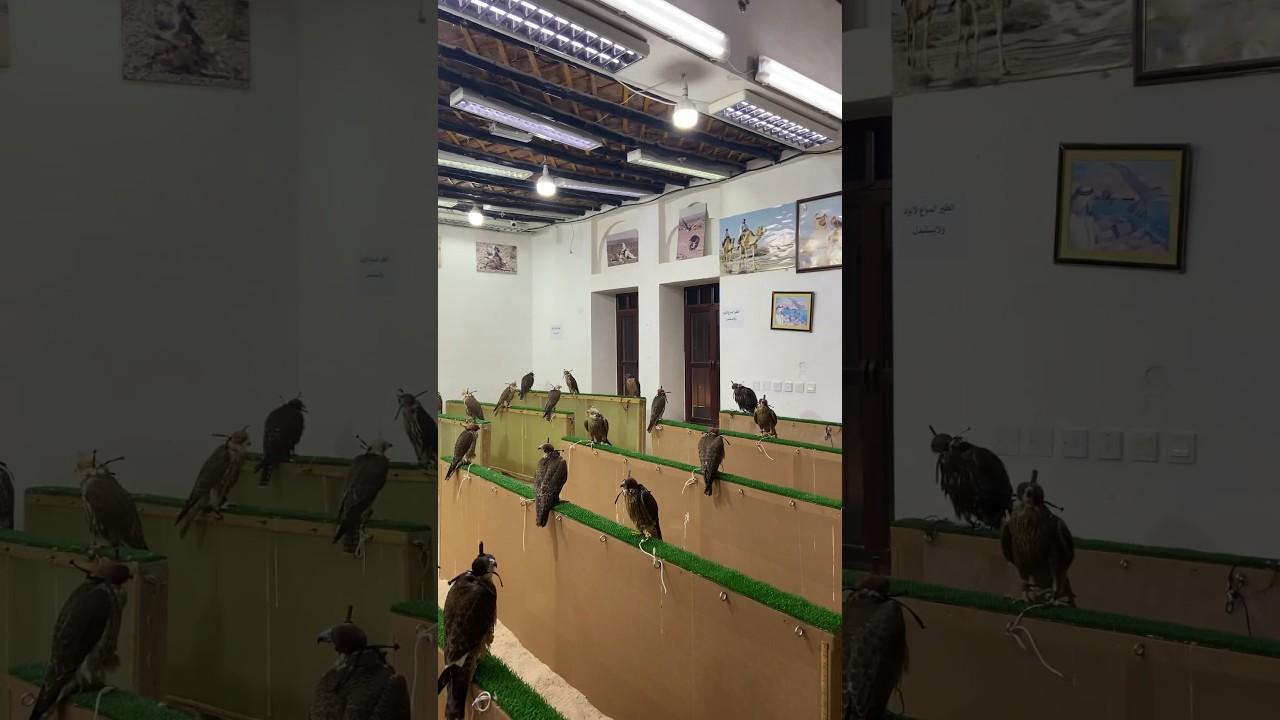 Falcon Souq! #souqwaqif #falcon #birds #culture #doha #qatar #views #explorepage #explore #fyp