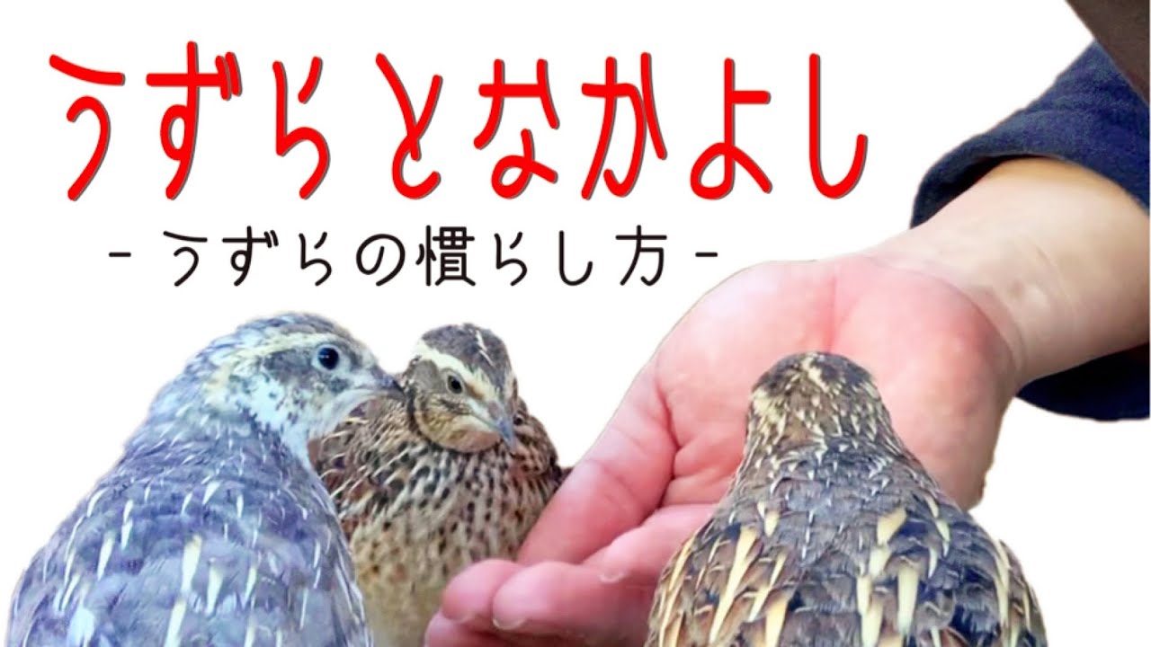 【ペット】うずらと仲良くなる方法/慣らし方【飼育方法】