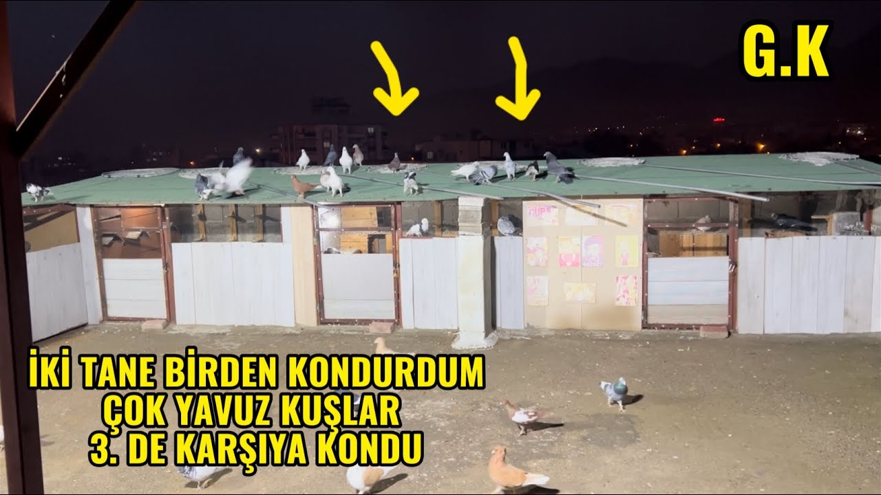 İKİ KAÇAK BİRDEN KONDURDUM ÇOK YAVUZ GÜVERCİN’LER.
