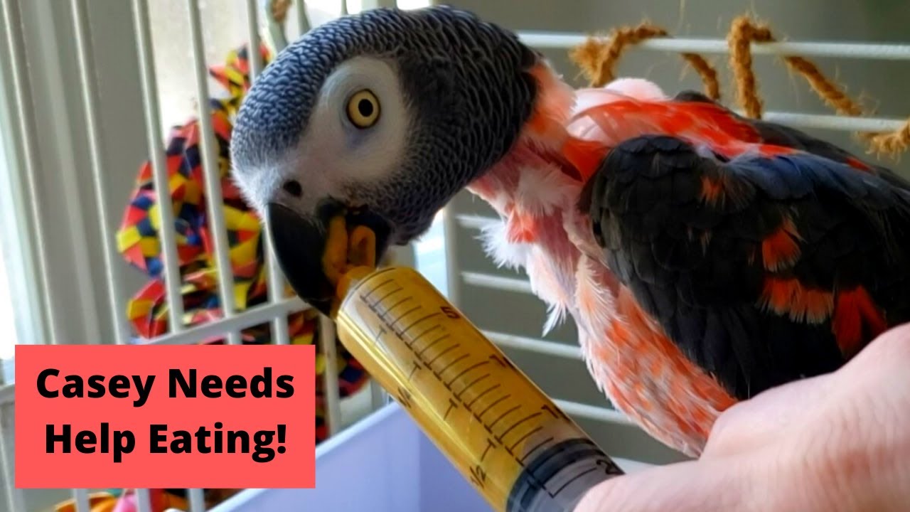 How To Take Care of a Sick Bird | Syringe Feeding an African Grey Parrot
