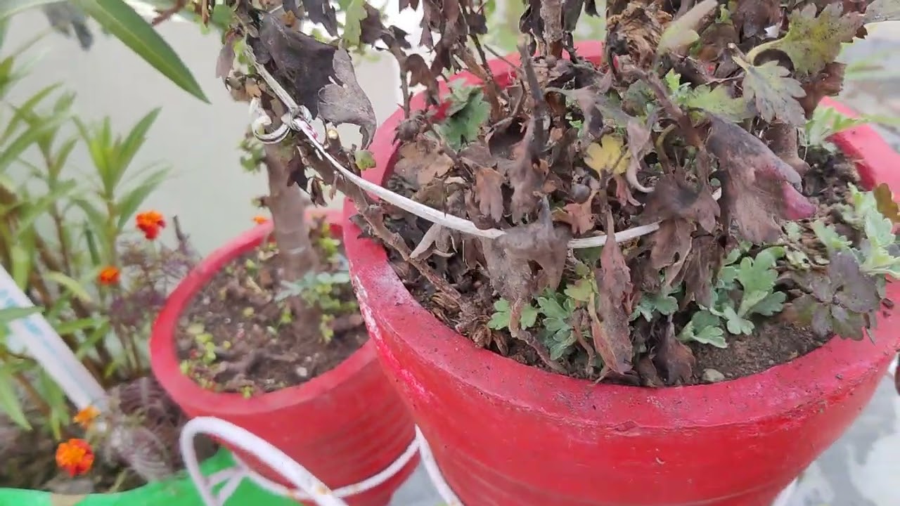 #tranding आज शनिवार सुबह सुबह कालू आ गया  और आज धुंध भी बहुत हो गईं 