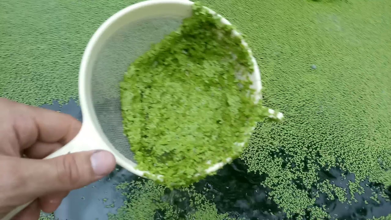 Lentilha d' &aacute;gua para galinhas