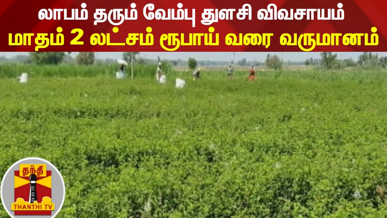 லாபம் தரும் வேம்பு துளசி விவசாயம் - மாதம் 2 லட்சம் ரூபாய் வரை வருமானம் | Neem Tulsi