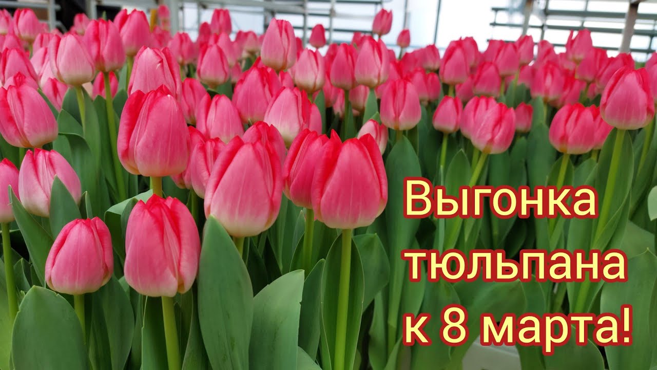 Обзор теплицы с тюльпаном на сегодняшний день