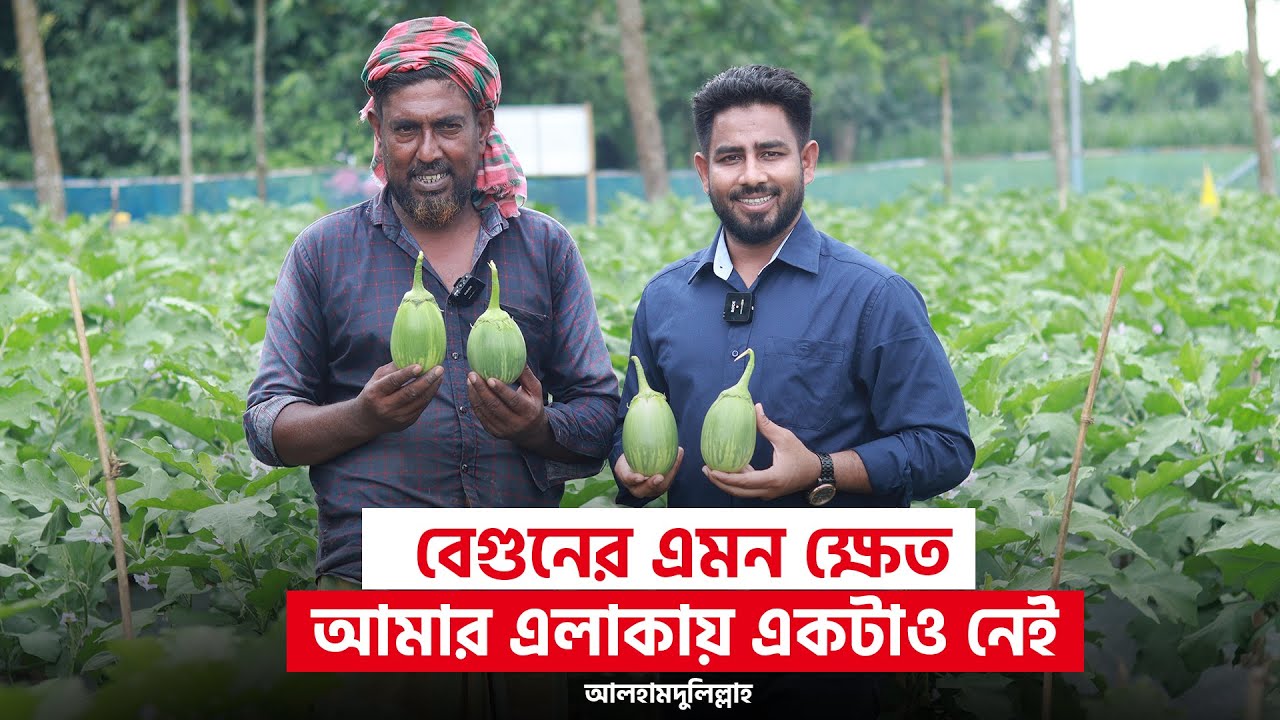 এতো চকচকে যে! পাইকার বলে বেগুন কি তেল মেখে নিয়ে আসেন?
