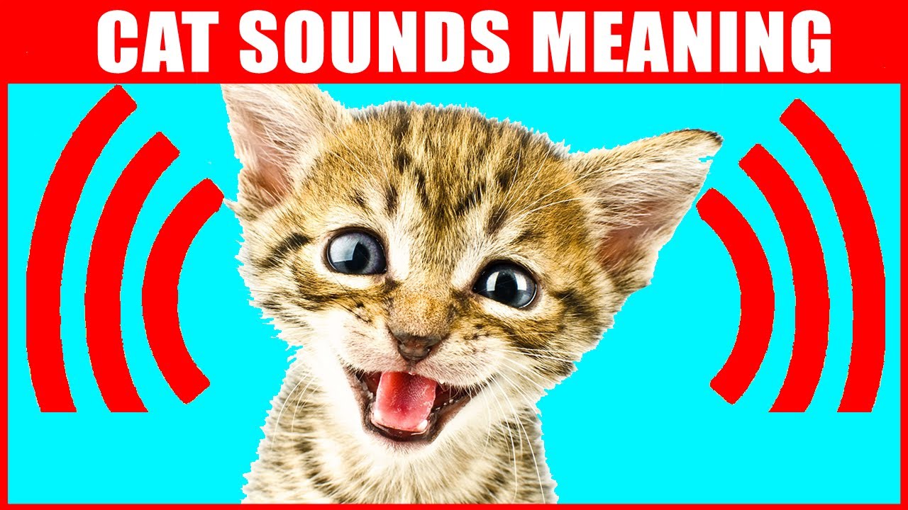 8 Sounds Cats Make and What They Mean
