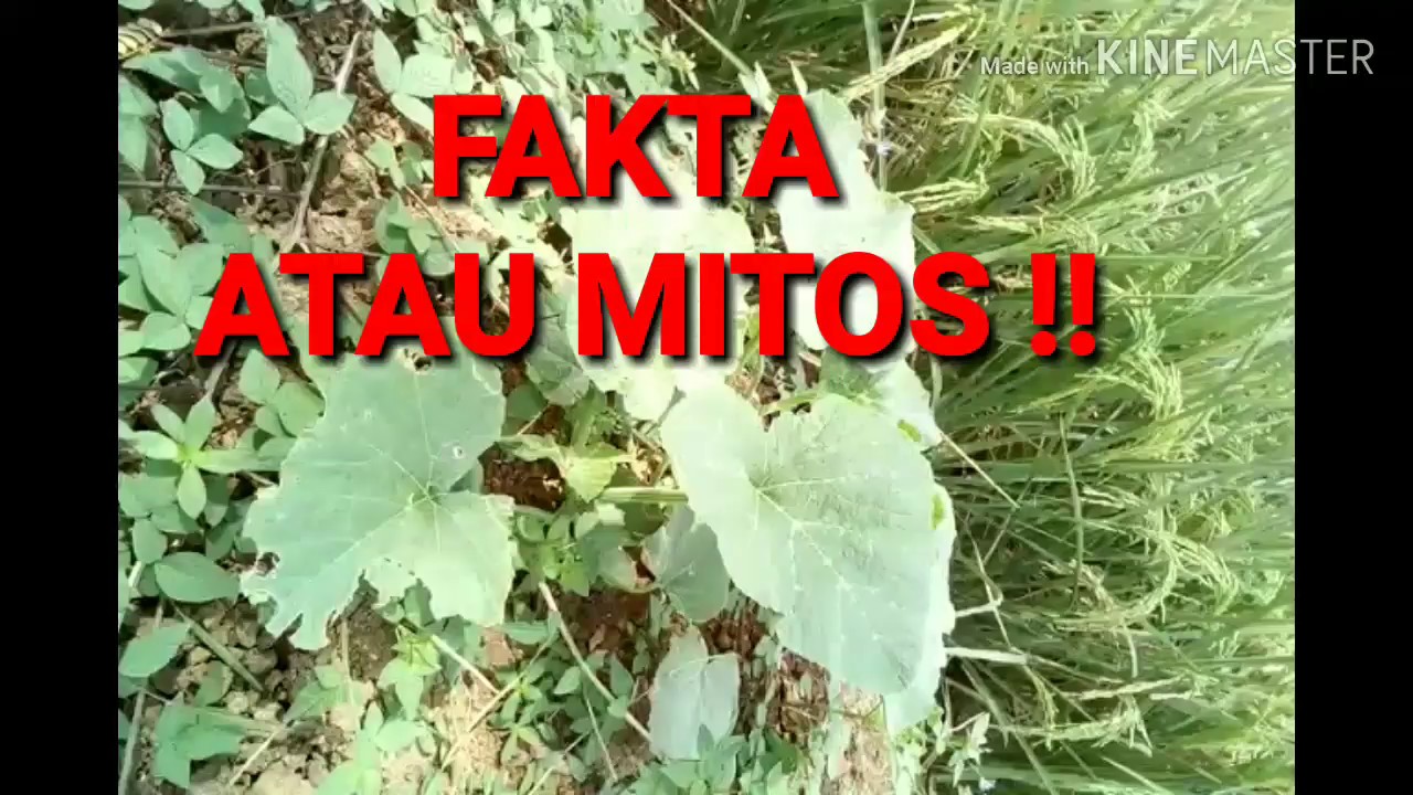 TANAMAN LABU !! KUPAS MITOS ATAU FAKTA??