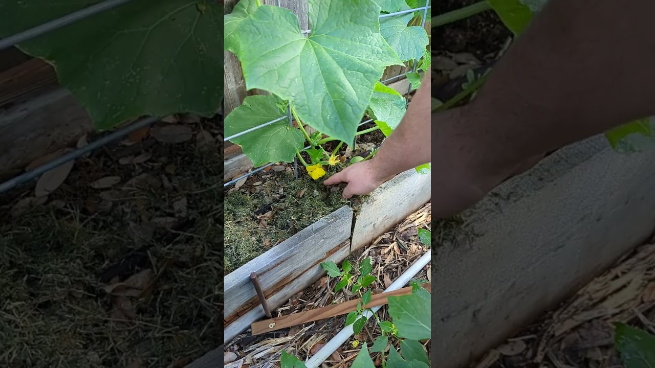 Garden Smarter, Not Harder:  Low-Maintenance Gardening Secrets
