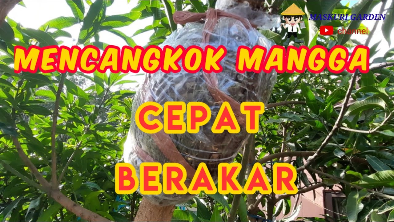 Cara mencangkok pohon mangga agar cepat tumbuh akar