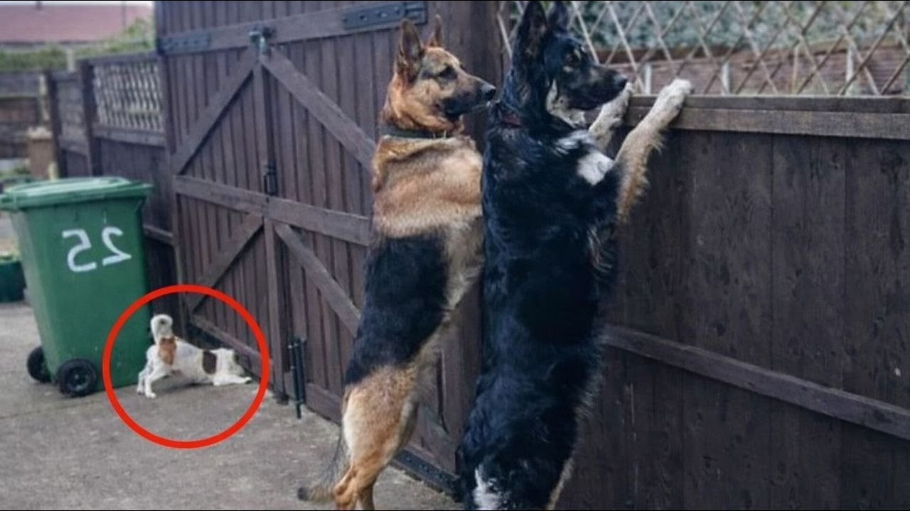 50 لحظة ذكاء خارقة عند الحيوانات 🧠🐶 | مستحيل عقلك يصدق!