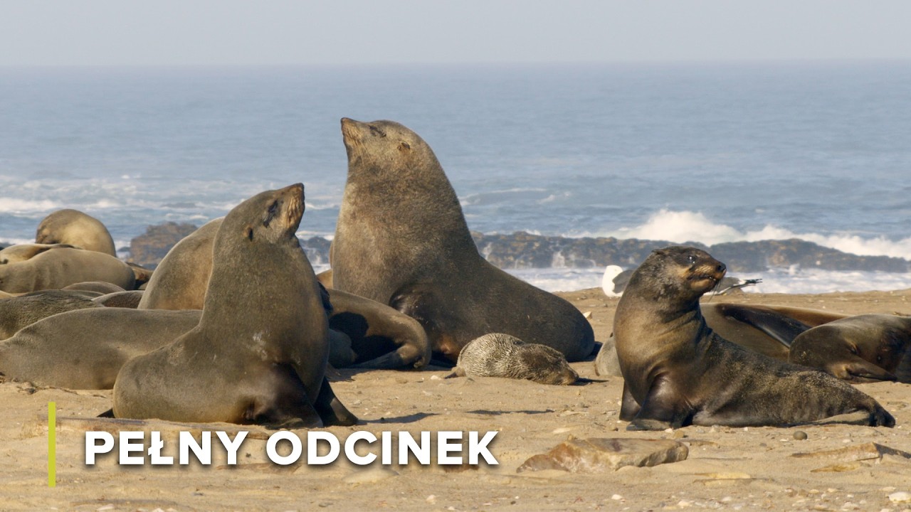 Życie w Jednej z Największych Kolonii Fok na Świecie | Podwodne Cuda Afryki 102
