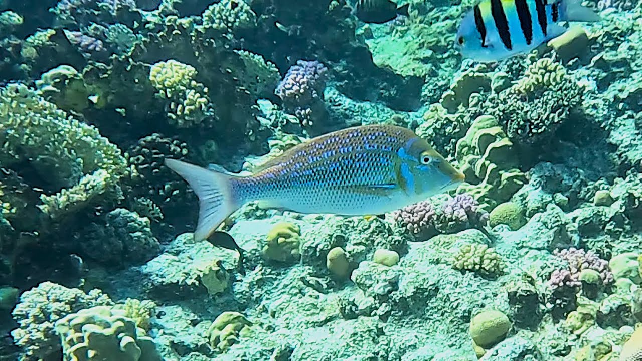 Spangled emperor (Lethrinus nebulosus) Green snapper, morwong, sand bream, sand snapper in 4K