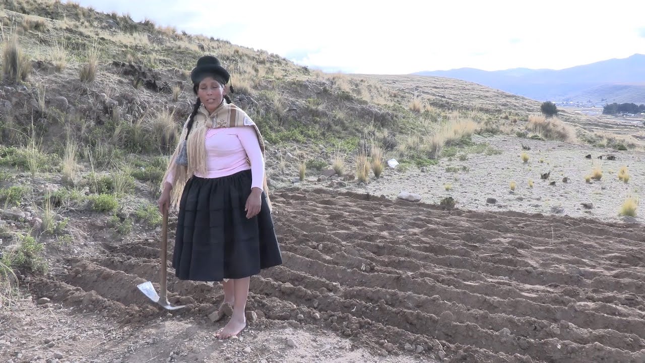 SEMBRANDO EL TRIGO EN EL CAMPO - QULLAQUITA DELIA