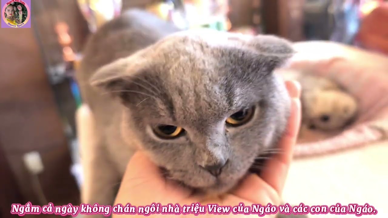 Ngôi nhà triệu View của Ngáo ( Mèo Anh lông ngắn) đẹp hơn nhà Triệu Đô💲💲💲😺