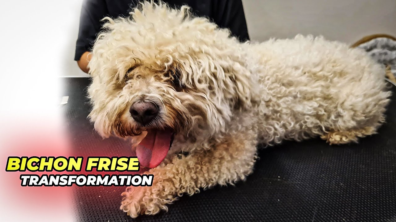 BICHON FRISE GROOMING Transformation