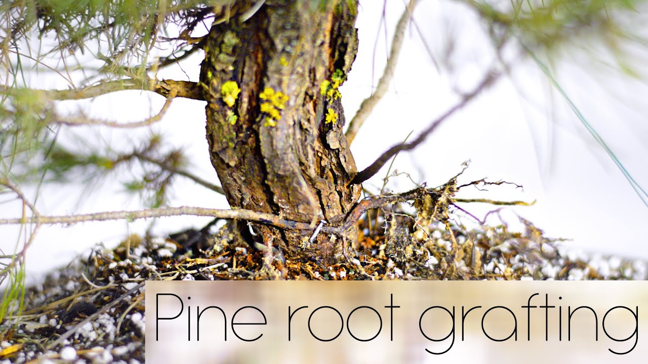 Grafting roots on an 8 year old pine (Pinus halapensis) PART 1 - 4K - Arkefthos Bonsai