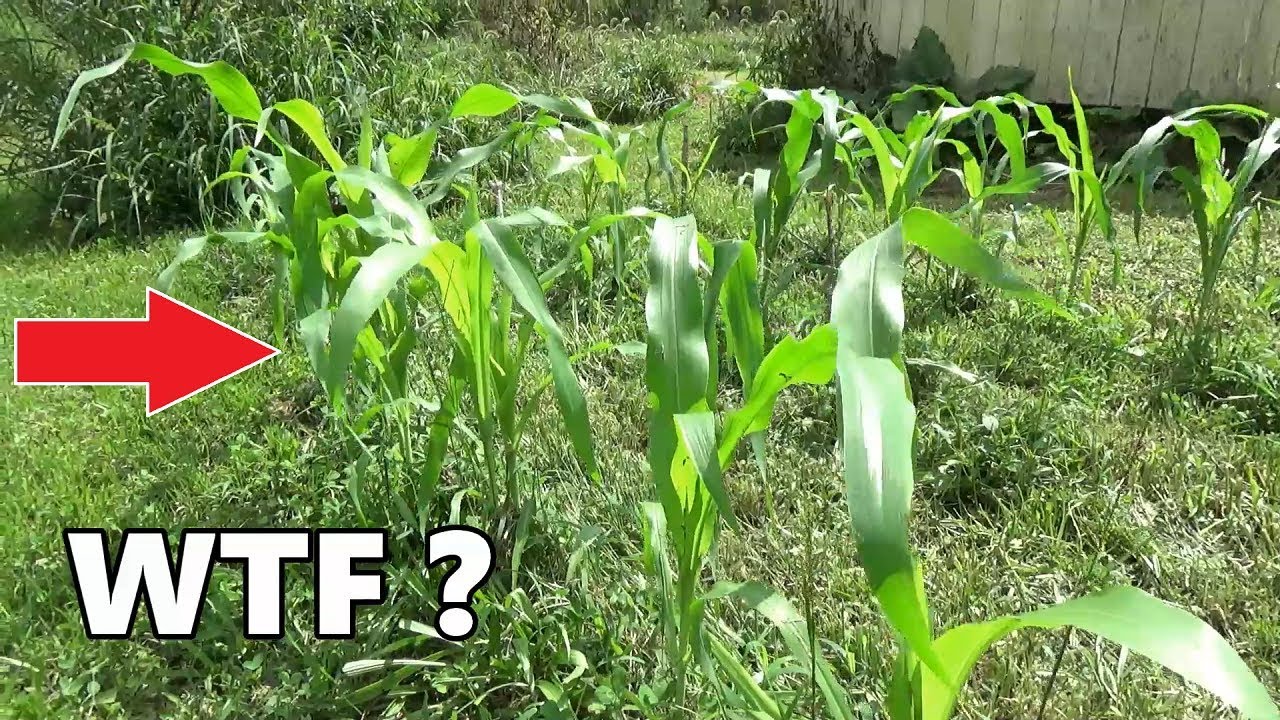 Growing Corn In Grass, WTF??? - NO DIG / NO TILL Corn - Is That Even Possible?